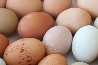 Verschillende soorten en kleuren eieren als symbool voor het invriezen van eicellen; kinderwens